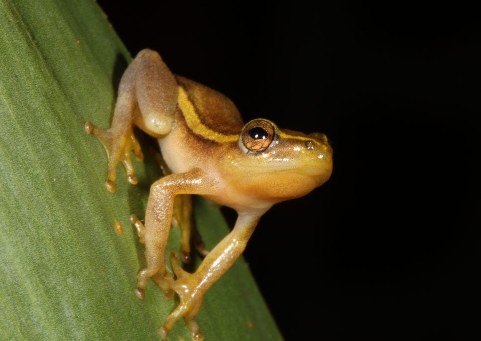Pickersgill Reed Frog Threatened Amphibian Programme Dr Jeanne Tarrant Endangered Wildlife Trust