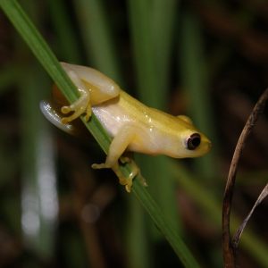 Pickersgill's Reed Frog Threatened Amphibian Programme Dr Jeanne Tarrant Endangered Wildlife Trust