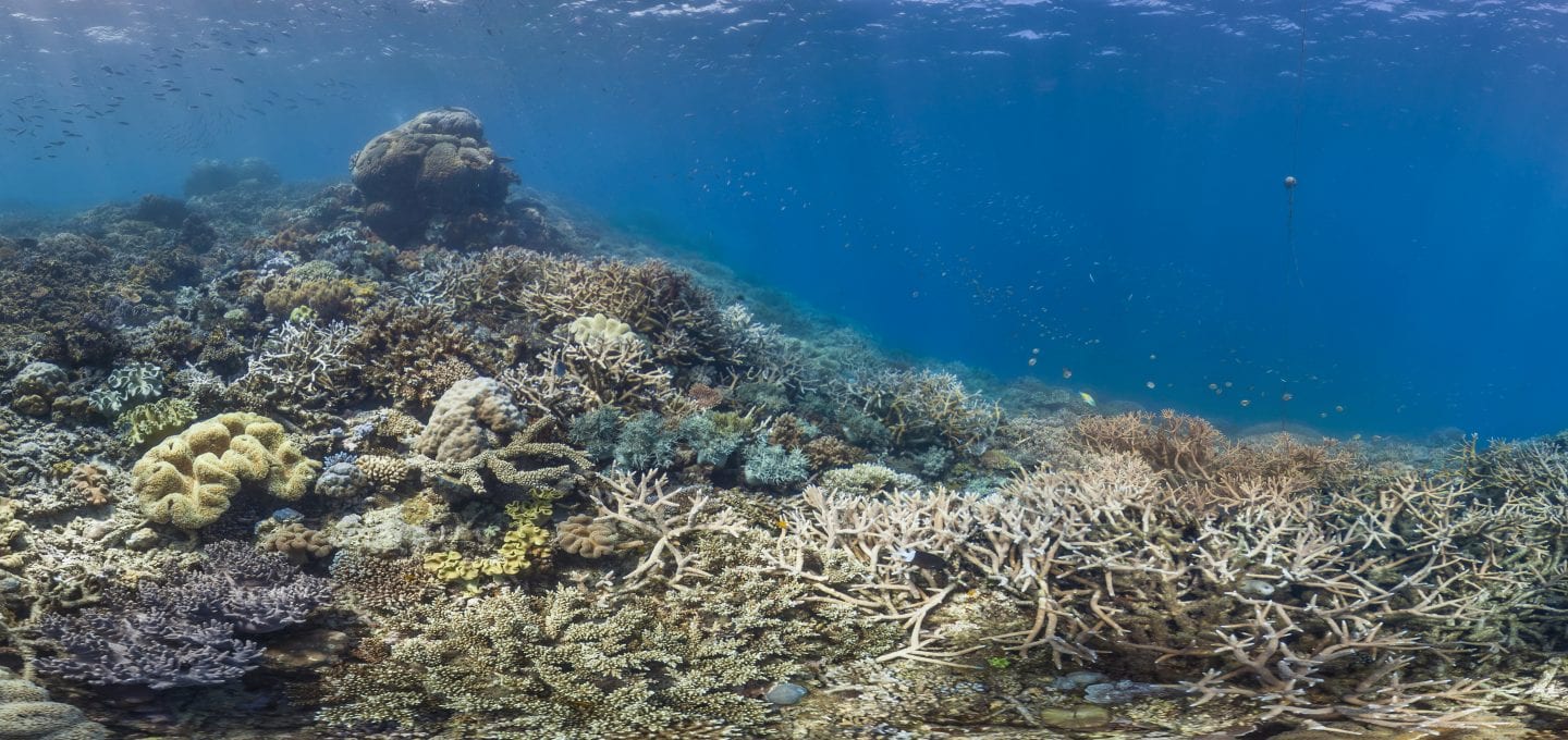 Great Barrier Reef Legacy Coral Biobank bleach