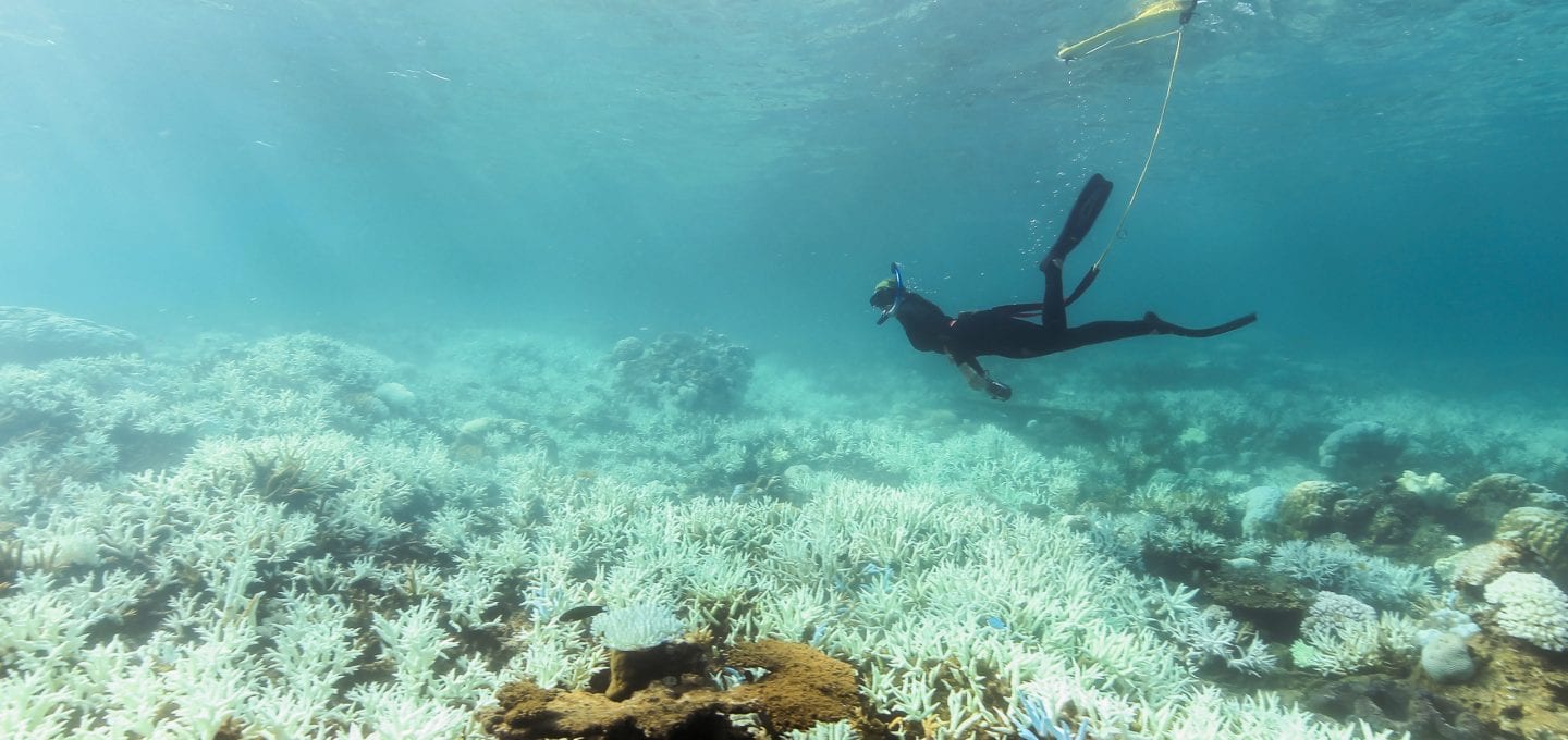 Great Barrier Reef Legacy Coral Biobank bleaching