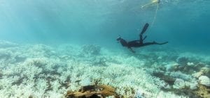 Great Barrier Reef Legacy Coral Biobank bleaching