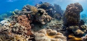 Great Barrier Reef Legacy Coral Biobank