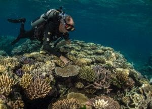 Great Barrier Reef Legacy Coral Biobank Charlie Veron