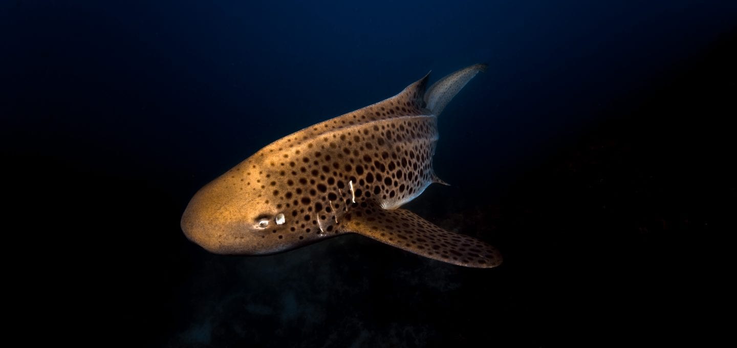Julian Rocks, leopard shark, Jono Allen