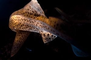 Julian Rocks, leopard shark fin, Jono Allen