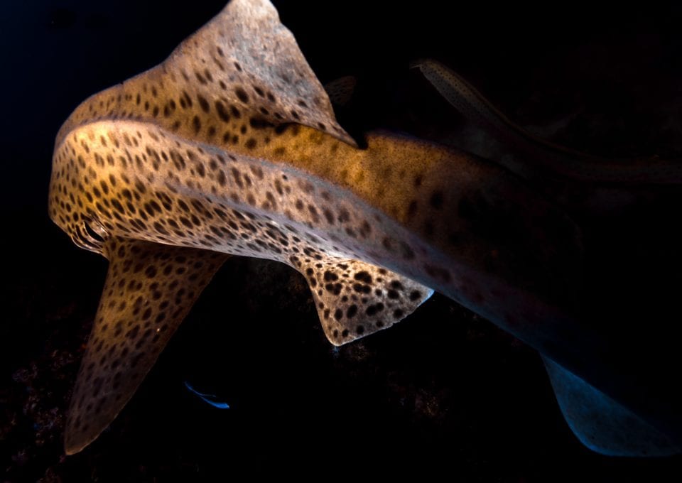 Julian Rocks, leopard shark fin, Jono Allen