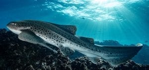 leopard sharks byron bay sundive australia