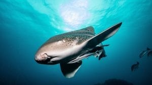 leopard sharks byron bay sundive shark