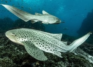leopard sharks byron bay sundive