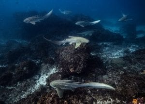leopard sharks byron bay sundive group