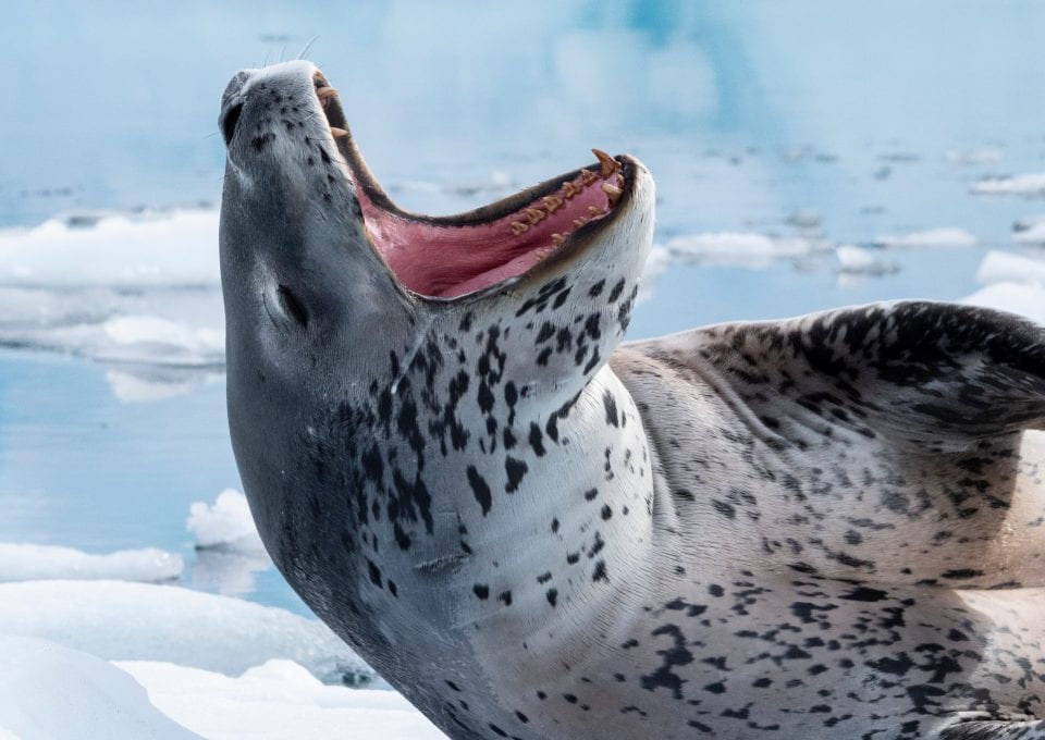 Angel Grimaldi Antarctica Arctic Polar Guide leopard seal