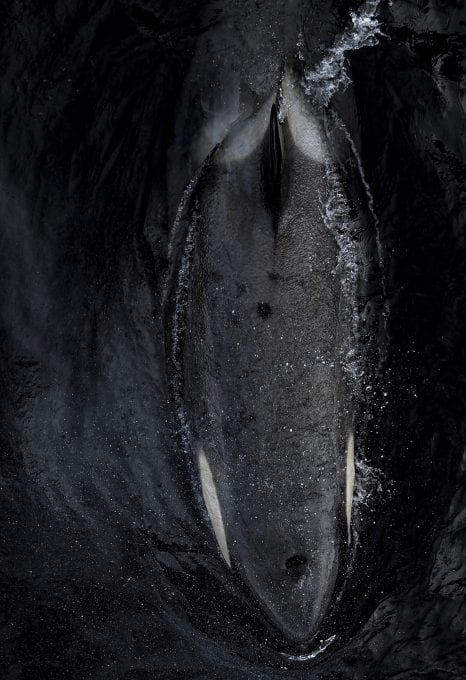 Angel Grimaldi Antarctica Arctic Polar Guide killer whale