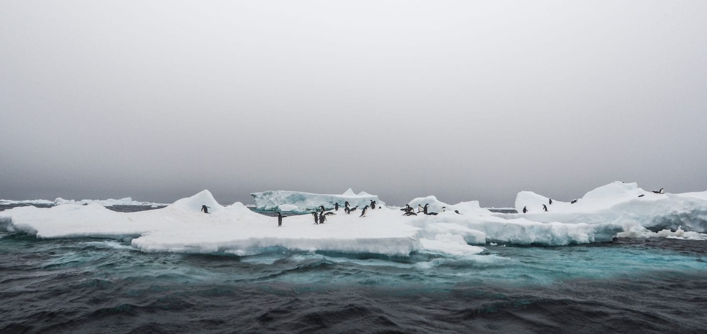 Angel Grimaldi Polar Guide Antarctica Arctic penguins