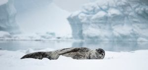 Angel Grimaldi Polar Guide leopard seal