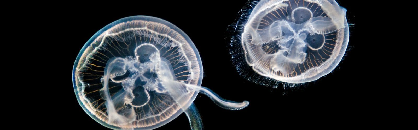 adult jellyfish