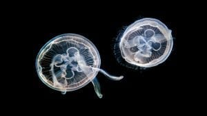 adult jellyfish
