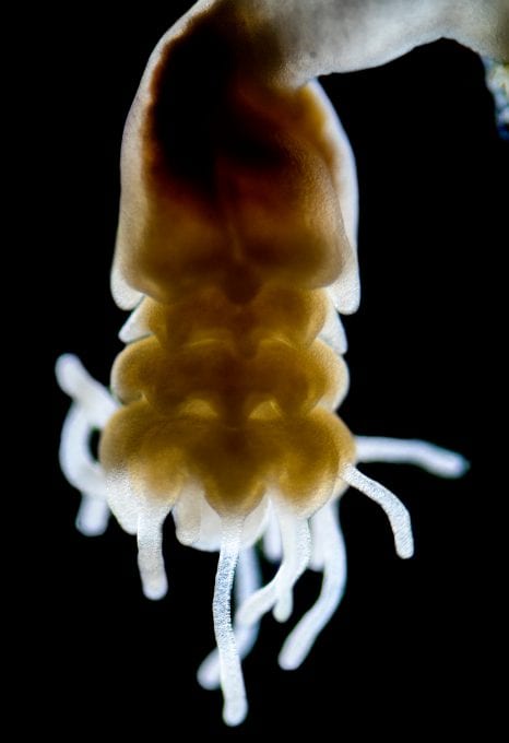 jellyfish blooms polyps birth