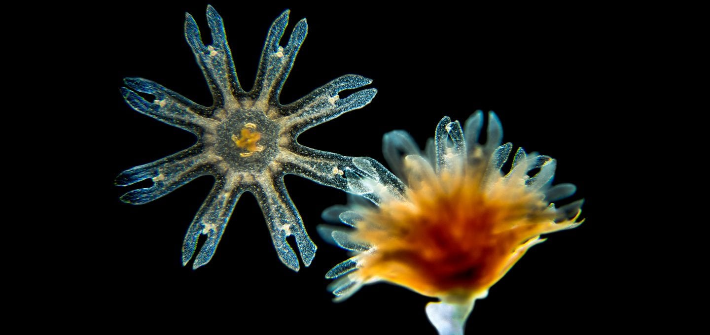 jellyfish blooms polyps birth macro