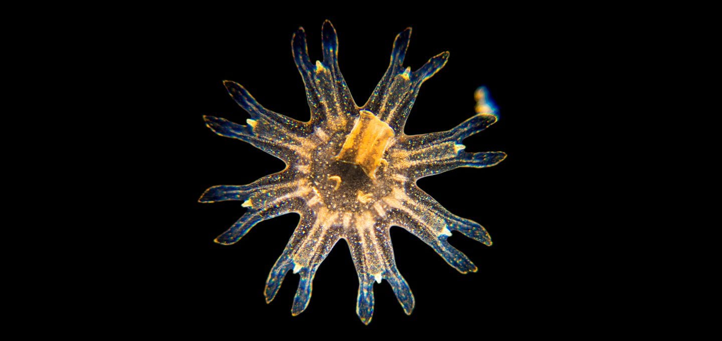 jellyfish blooms polyps birth