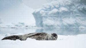 Angel Grimaldi Polar Guide Antarctica Arctic leopard seal