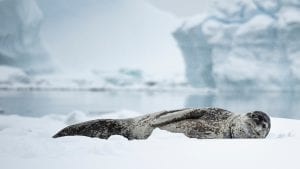 Angel Grimaldi Polar Guide leopard seal