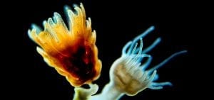 jellyfish polyps