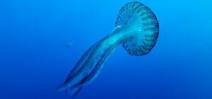 jellyfish blooms Pelagia noctiluca