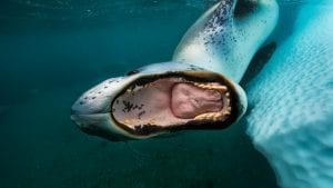 Paul Nicklen Sealegacy leopard seal