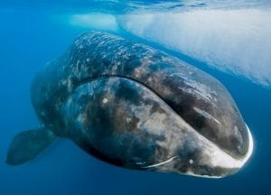 Paul Nicklen Sealegacy bowhead whale