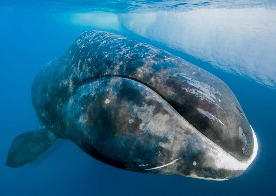 Paul Nicklen Sealegacy bowhead whale