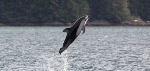 Pacific white-sided dolphins British Columbia Canada