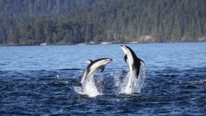 Pacific white-sided dolphins British Columbia Canada