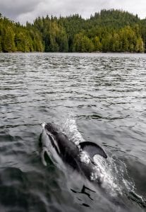 Pacific white-sided dolphins British Columbia Canada