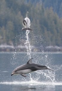 Pacific white-sided dolphins British Columbia Canada leap