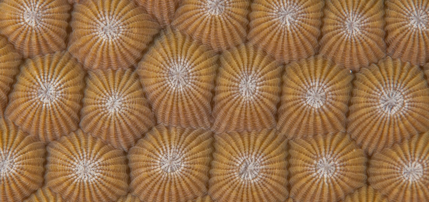 The Great Sea Reef Fiji WWF macro corals