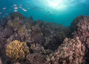The Great Sea Reef Fiji WWF corals