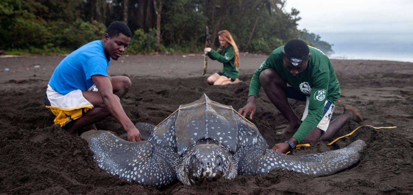 Leatherback turtle project conservation