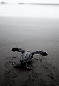 East Pacific Leatherback Turtle