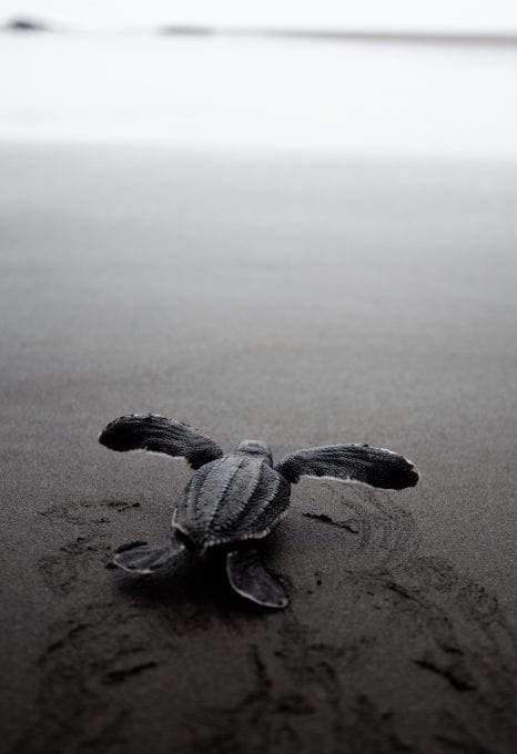 East Pacific Leatherback Turtle