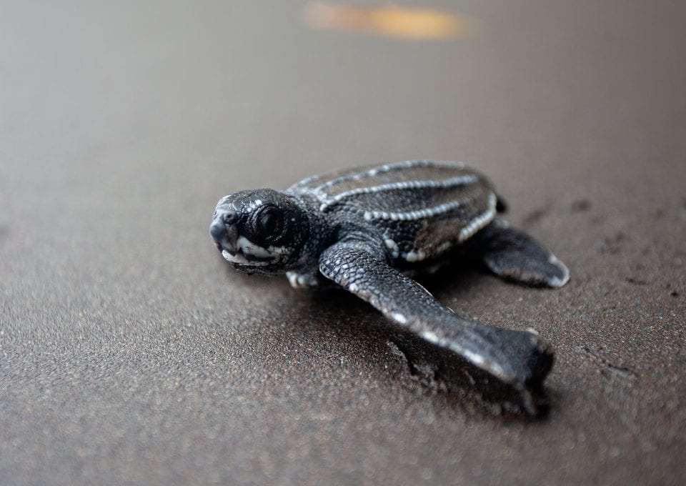 Leatherback turtle project hatchling