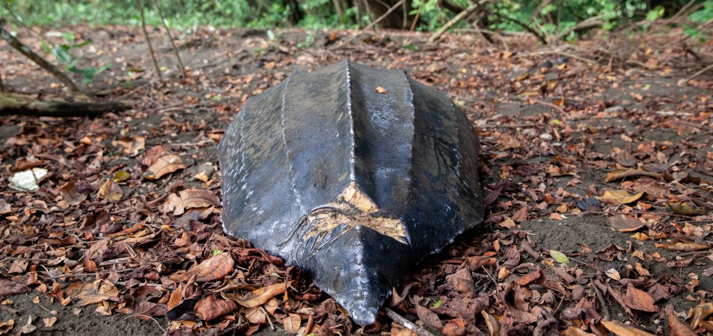 Leatherback turtle project poaching