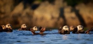 Vancouver sea otters salish sea