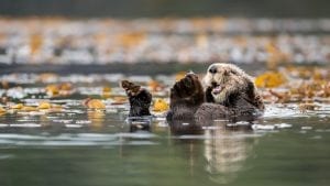 Vancouver sea otters James Thompson