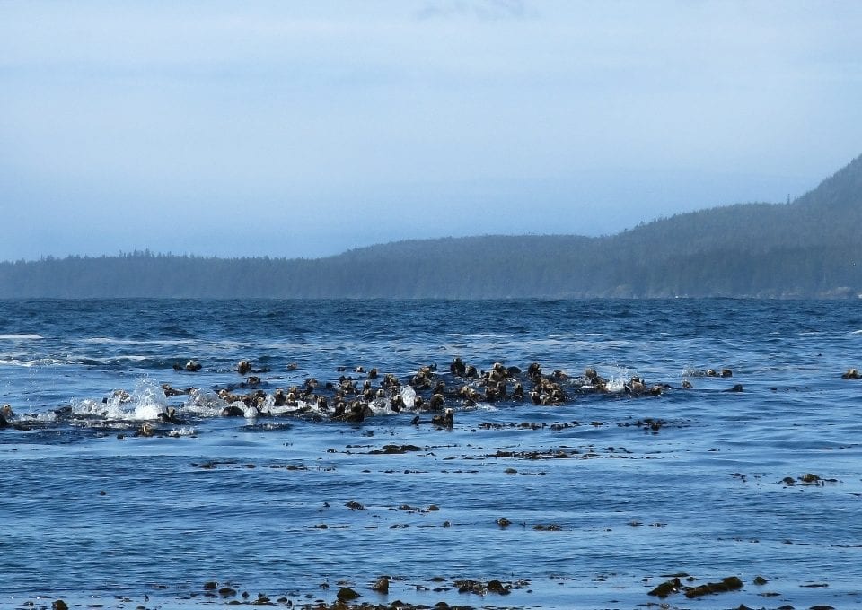 Vancouver sea otters raft