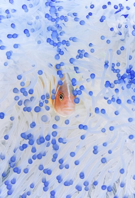 coral triangle chris leidy underwater photographer