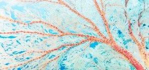 macro coral triangle chris leidy underwater photographer