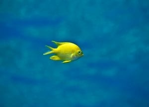 yellow fish coral triangle chris leidy underwater photographer