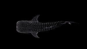 whale shark coral triangle chris leidy underwater photographer