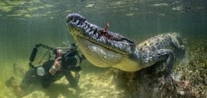 American Crocodiles Banco Cinchorro Mexico wildlife photographer