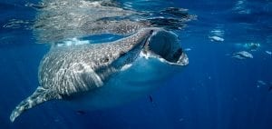 American Crocodiles Banco Cinchorro Mexico whale shark